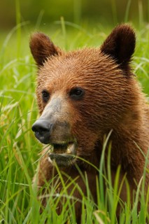 Grizzly Bear