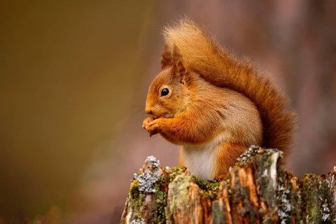 Adult Eurasian red eurasian red squirrel