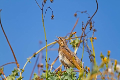 Eurasian Wryneck
