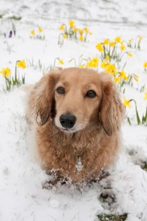 Domestic dog