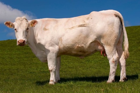 Domestic cattle