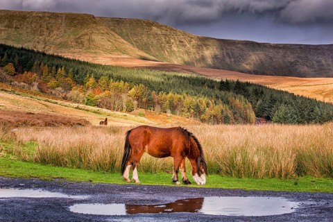 Welsh Mountain Ponies