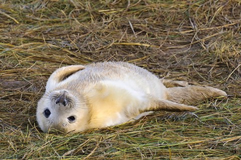 Grey seal