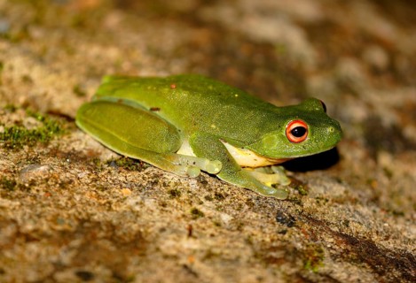 Australian Red-eyed Treefrog