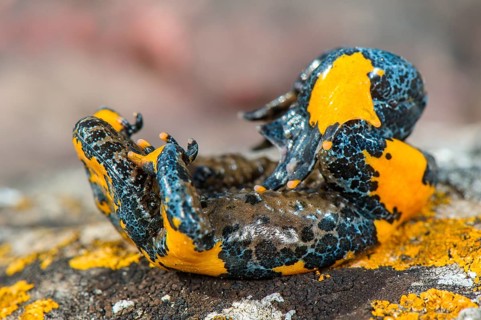 Apennine Yellow-bellied Toad