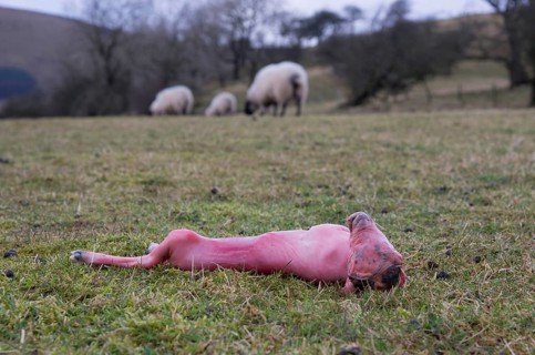 Domestic sheep