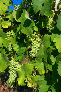 Ripening grapes on the vine