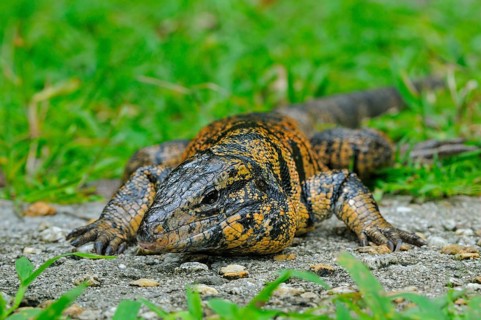 Golden Tegu