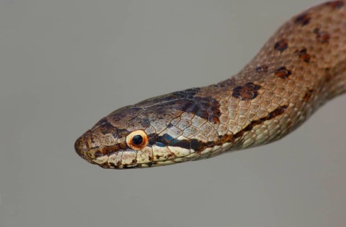 Smooth snake