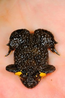 Yellow-bellied Toad
