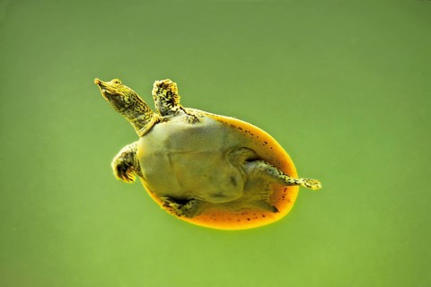 Spur-thighed soft-shelled turtle