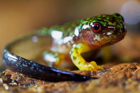 Tree Frog