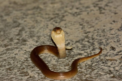 Javan Spitting Cobra