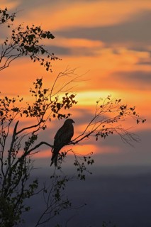 Red kite