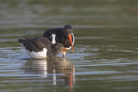 Eurasian eurasian oystercatcher