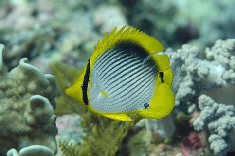 Black-backed Butterflyfish