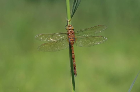 Aeshna isosceles