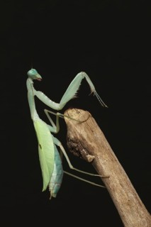 Giant giant asian mantis