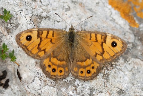 Wall Brown