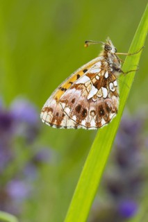 Weaver's fritillary
