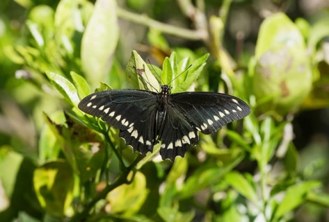 Gold Rim Swallowtail