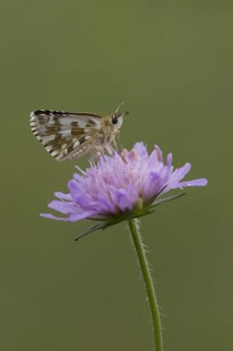 Two-breasted Cube Hawk
