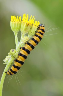 Cinnabar moth