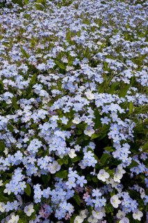 Wood forget-me-not