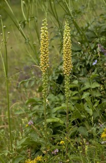 Flowering russet foxglove