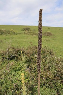 Great mullein