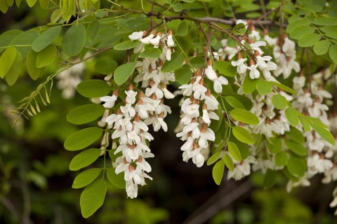 False Acacia