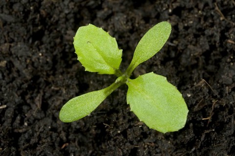 Groundsel