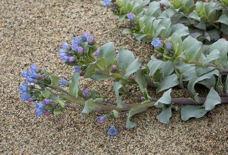 Oysterplant