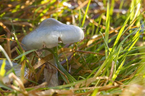 Green-blue Traeuschling