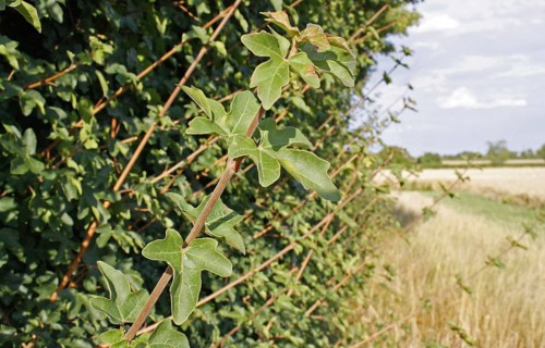 Field maple