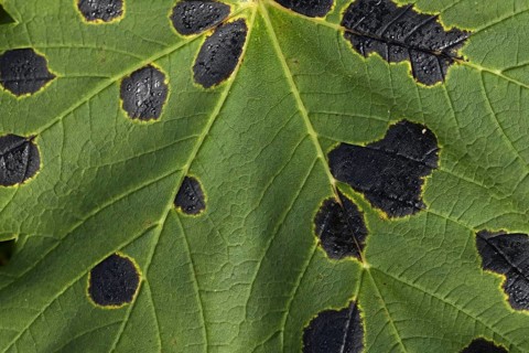 Lesions of tar spot