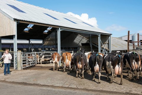 Cows