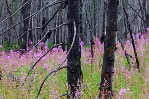 Fireweed