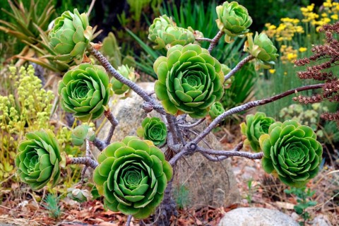Houseleek Tree