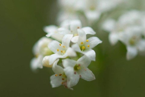 Blue-green bedstraw