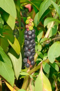 Kermesberry