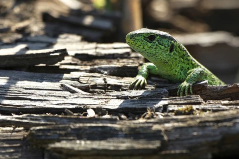 Sand lizard