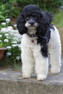 Harlequin Poodle