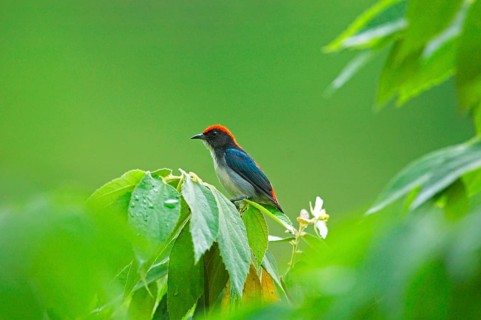 Scarlet-backed Flowerpecker
