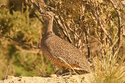 Elegant Crested Tinamou