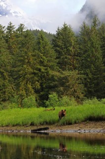 Grizzly bear