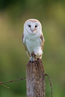 Common barn owl