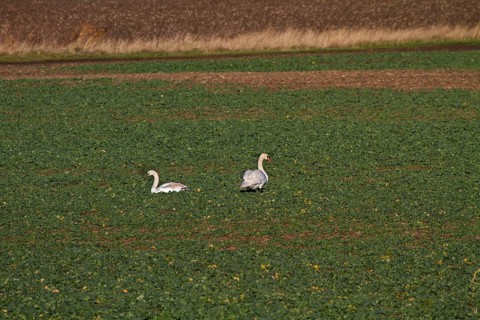 Mute Swan