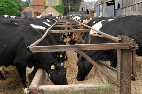 Domestic cattle