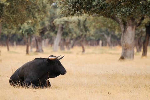 Domestic cattle